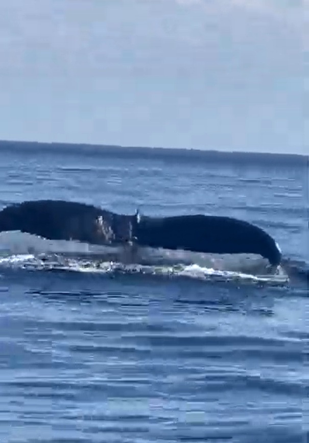 Avistamiento de Ballena Jorobada